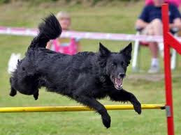 Croatian Sheepdog