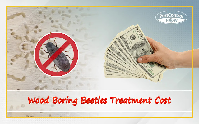 wood-boring-beetles-treatment-cost-breakdown-2022