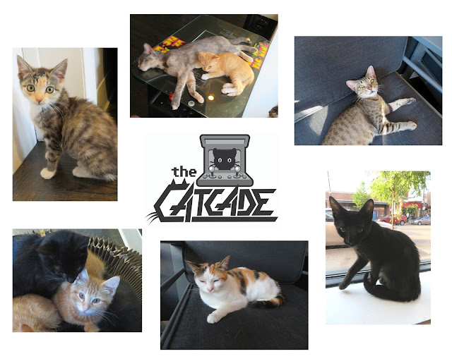 The Catcade|Cat Cafe