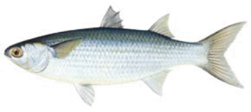 IKAN BELANAK MANCING TV IKAN BELANAK MANCING TV