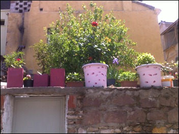 flowers on the wall