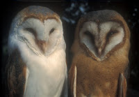 Barn Owls, different subspecies Netherlands – photo by HeBi
