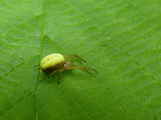 Araignée courge - Epeire concombre - Araniella cucurbitina