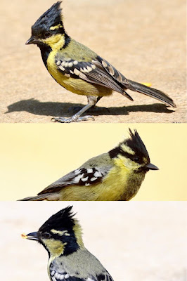 "Indian Yellow Tit - Machlolophus aplonotus  March 2024 Mt Abu, a picyure collage."