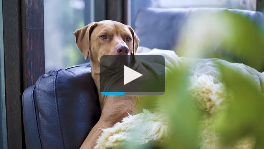 كلب متكئ على الاريكة الكنبة - Dog leaning on the sofa