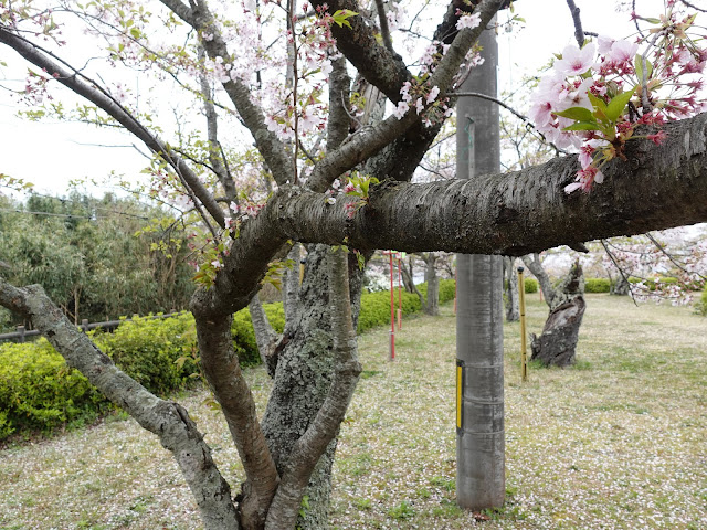 鳥取県西伯郡大山町御来屋　名和公園