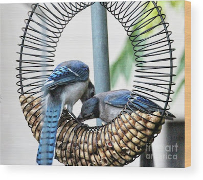 This is a screen shot of one of my images of Blue Jays which has been rendered on to wood and is available in different sizes via Fine Art America. https://fineartamerica.com/featured/blue-jays-wooing-1-patricia-youngquist.html?product=wood-print