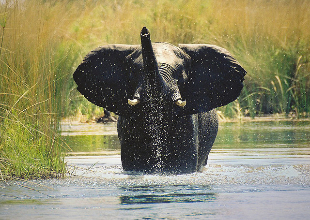 Animal Photography by Hennie van Heerden Seen On www.coolpicturegallery.us