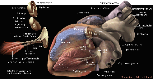 oblique_heart_labelled