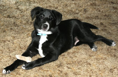 Franco, the Better Half's part border collie