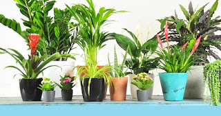 NASA indoor air purifying plants- NASA clean air study