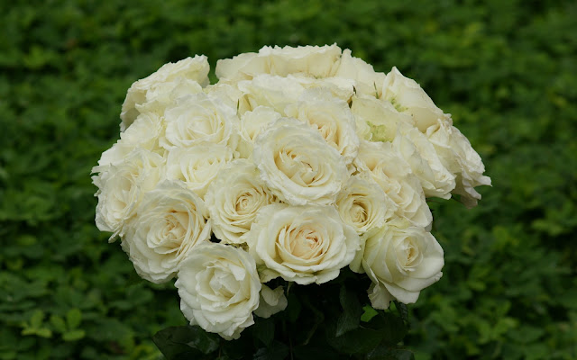 White Rose Bouquet Flower Wallpaper