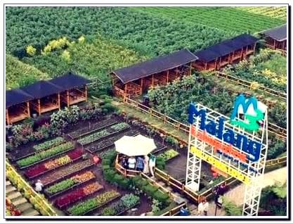 Desa Wisata Pujon Kidul Alamat Rute Dan Cafe Sawah