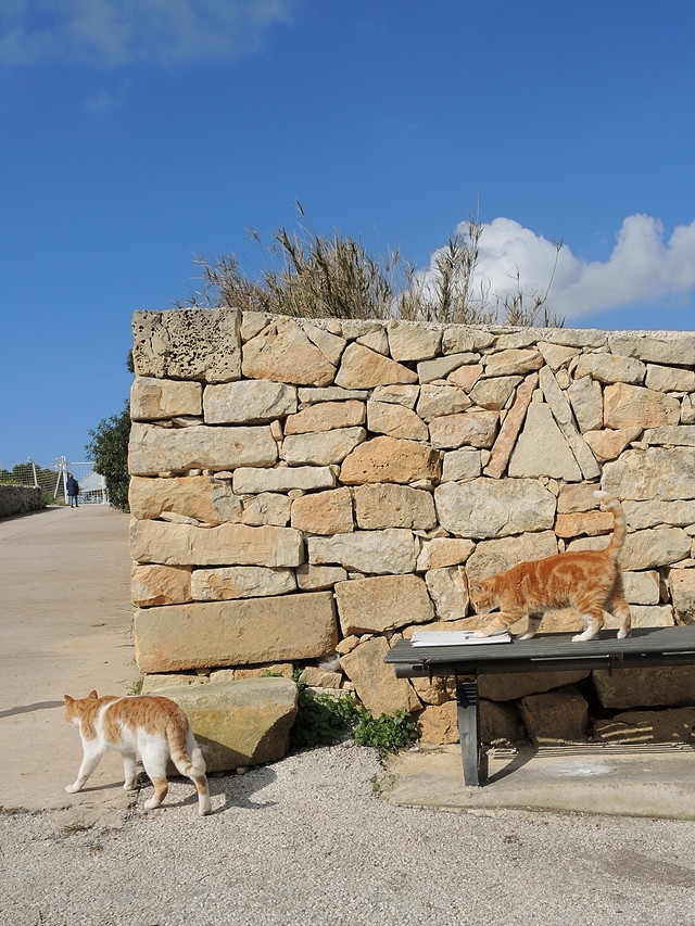 Malta: nog een laatste keer : katten!