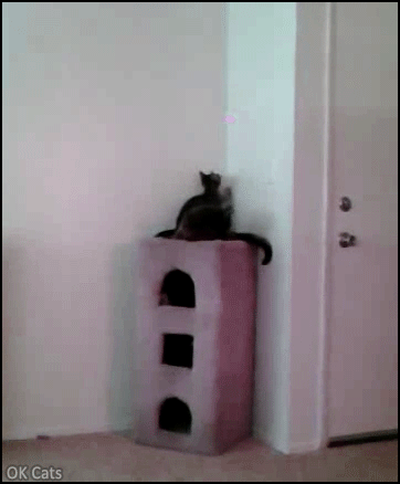 Funny Cat GIF • Clumsy kitten chasing laser, jumps on wall and falls like a stone haha