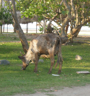 bull, Honduras