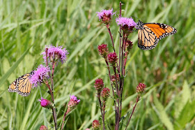 feeding monarch butterflies