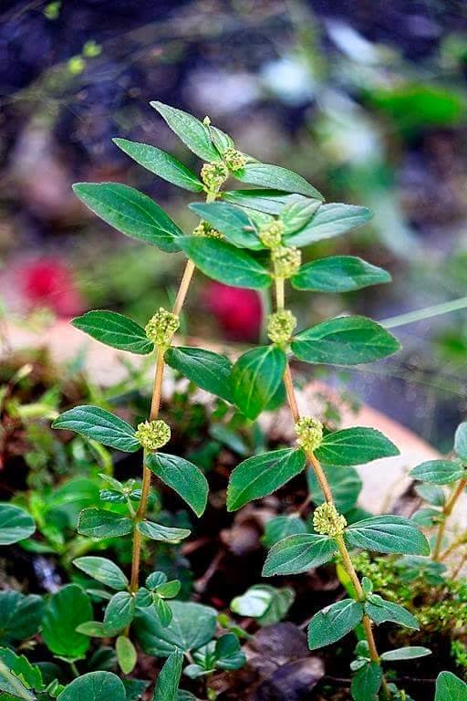 Pokok Untuk Ubat Gout - Lowongan Kerja Terbaru