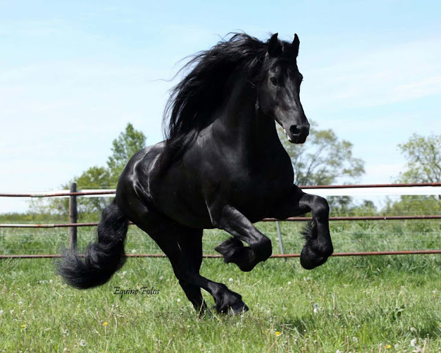 Top 10 Most Beautiful Horses in the World