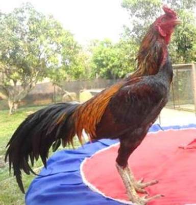  Ayam  Aduan  Jenis Ayam  Bangkok asli Birma  Thailand