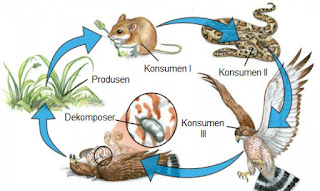 Gambar Rantai Makanan Di Hutan