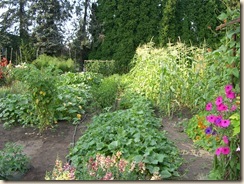 garden in August