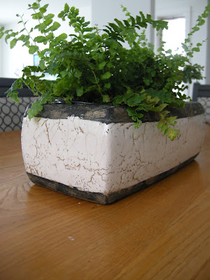 textured trough, boston ferns 