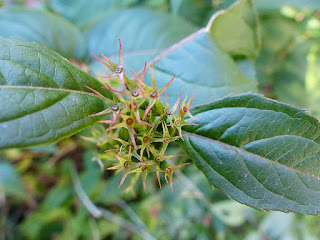 Diervillée chèvrefeuille - Diervilla lonicera - Diervillée du Canada