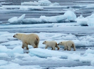 Changes to sea ice influence the Arctic's local weather, climate and ecosystems