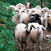  Μαγνησία: Πρόβατα έφαγαν 100 κιλά φαρμακευτικής κάνναβης και…έκαναν κεφάλι!