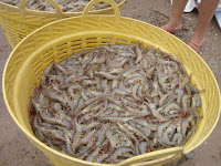 PELUANG BISNIS DAN PERSIAPAN BUDIDAYA UDANG
