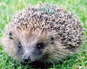 The hedgehog is a cute little animal and it is a mammal. (hedgehog )