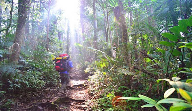 MENJELAJAHI TAMAN NASIONAL KERINCI SEBLAT YANG LIAR