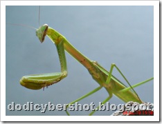one eye praying mantis 35
