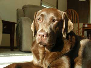 Dakota: Chocolate Labrador Retriever