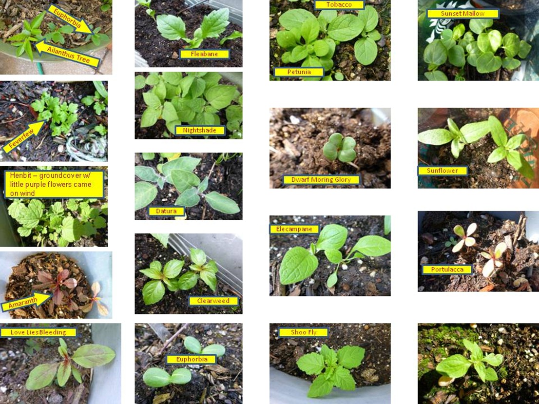 2014 Seedlings