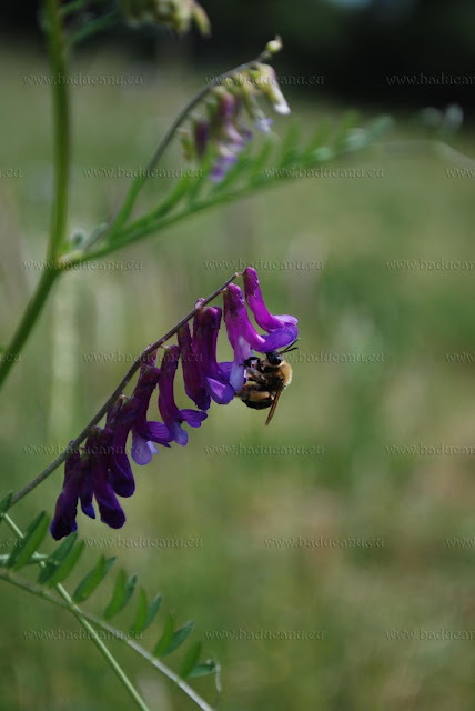 Vicia cracca - © Franco Faà - www.baducanu.eu