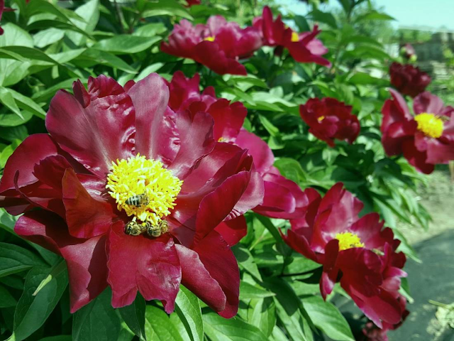 Пион 'Sorcerer' (=Пион 'Lights Out') / Пион 'Лайтс Аут' (Paeonia 'Sorcerer', =Paeonia 'Lights Out')