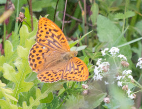 Silver-Washed Fritillary, Argynnis paphia, on Burnt Gorse.  Butterfly walk at High Elms Country Park, 14 July 2011.