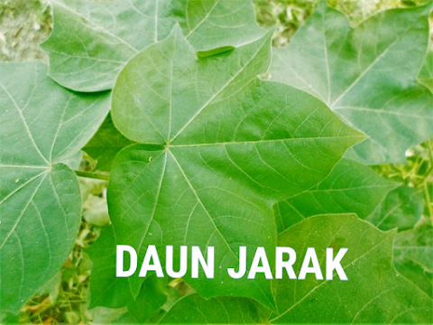 khasiat daun jarak untuk alat vital