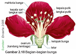 Perkembangbiakan Generatif  Alami Pada Tumbuhan