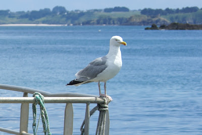 Sulvermiuw - Zilvermeeuw - Larus argentatus