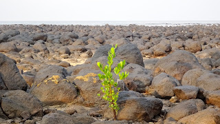 Nature is big in Equatorial Guinea