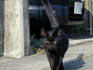 尻尾をピンと立てて向かってくるフサフサ猫