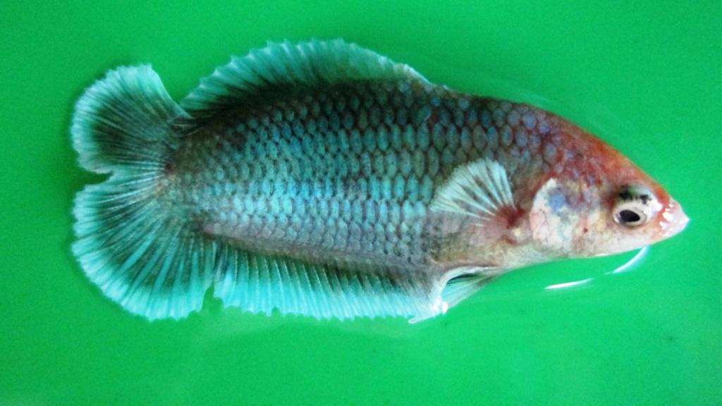 Jual Ikan Cupang Fancy Koi Murah Khusus Grosir Cupang 