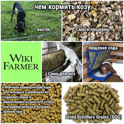  чем кормить козу