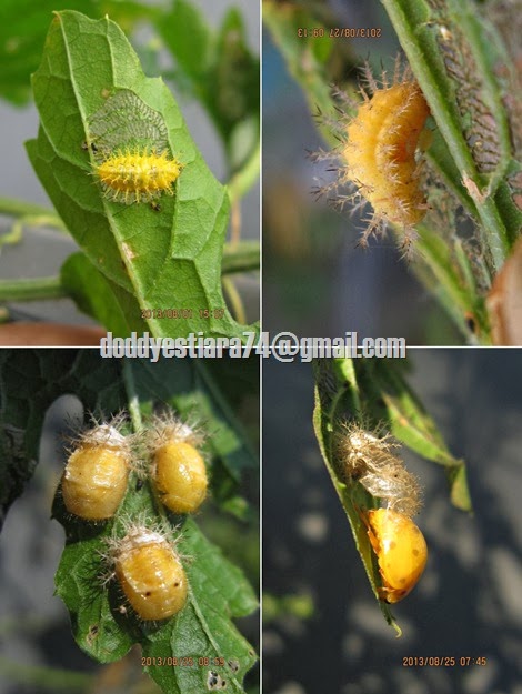 larva dan pupa kumbang koksi Henosepilachna vigintioctopunctata