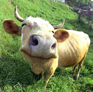 A contented cow in a paddock green grass