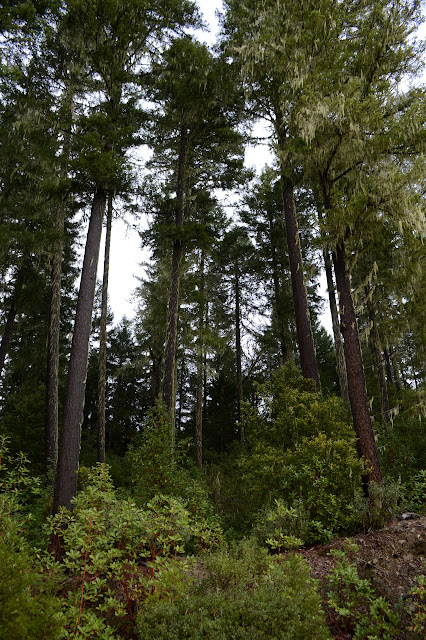 tall pine trees