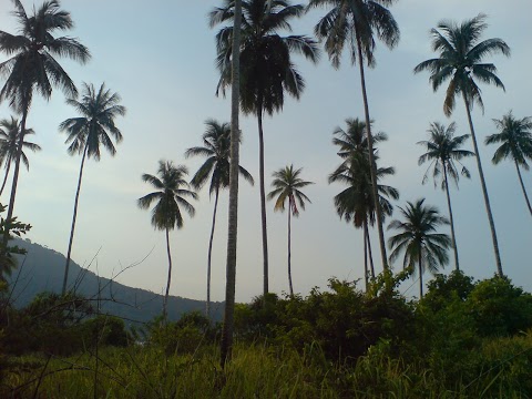 Aku Sebatang Pokok Kelapa / Karangan Autobiografi Aku Sebatang Pokok Kelapa - Tempurung kelapa yang tidak digunakan lagi boleh dijadikan.